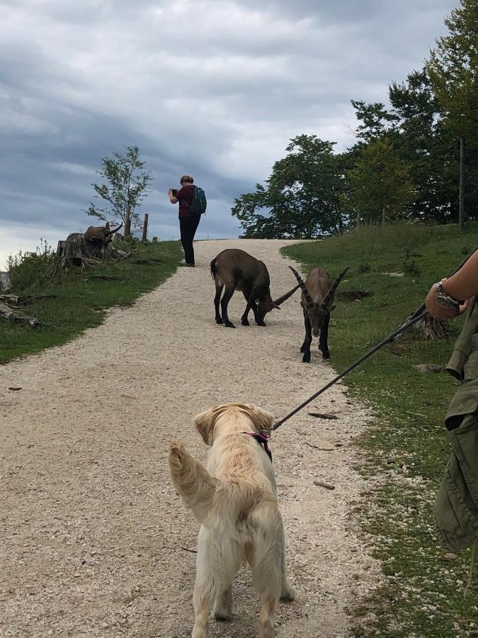 Appartement Millies Hosting - Familienurlaub Mit Hund In Kaernten à Sankt Paul im Lavanttal Extérieur photo